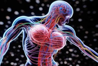 人体内旅行的路径 人体内旅行的路径包括