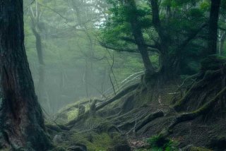 丽江旅行社被处理结果，丽江旅行社被处理结果怎么样