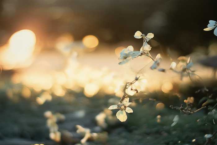 云南旅行社纯玩团报价，云南旅行社纯玩团报价多少