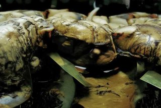 张雪峰公司4天工作制，张雪峰职场