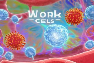 工作细胞第一季，工作细胞第一季免费观看完整版