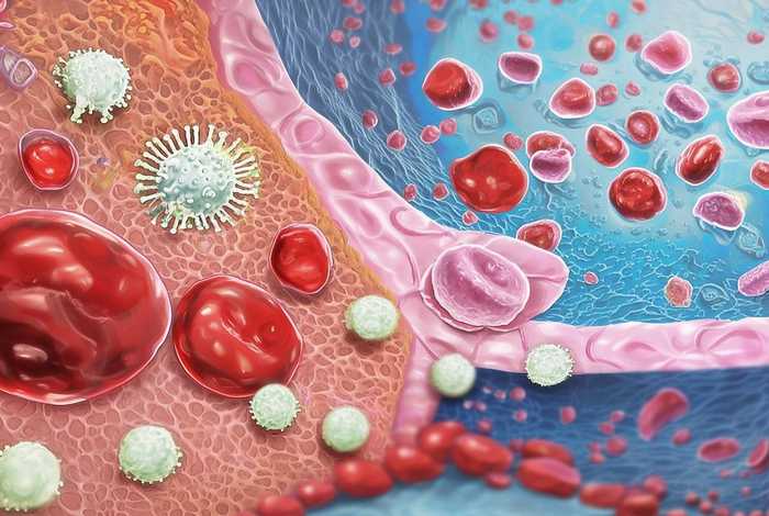工作细胞第二季中文版全集、工作细胞第二季中文普通话版全集