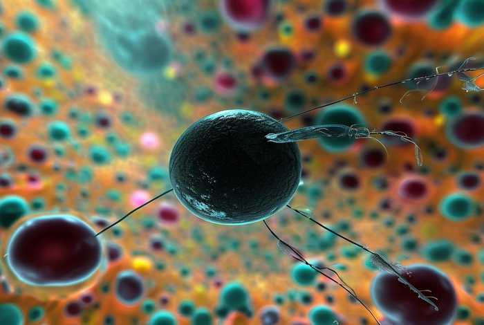 工作细胞全集免费中文版第二季 工作细胞全集免费中文版第二季black