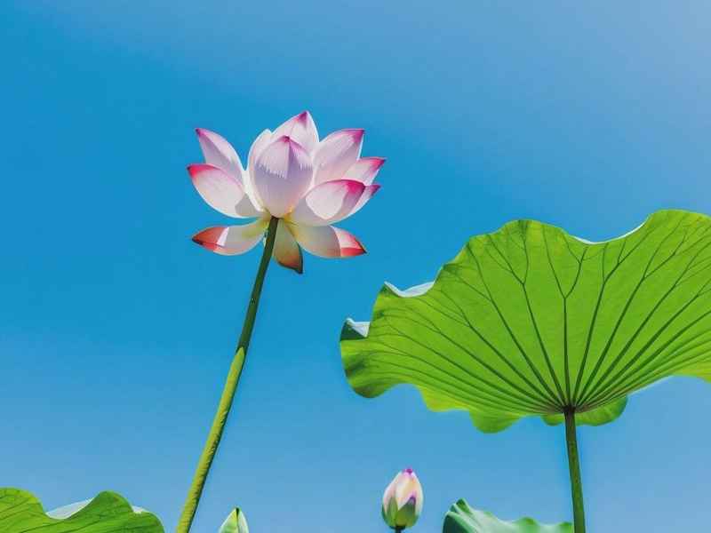 人生不能靠心情活着 而要靠心态去生活,人生不能靠心情活着 而要靠心态去生活的句子 人生不能靠心情活着 而要靠心态去生活,人生不能靠心情活着 而要靠心态去生活的句子