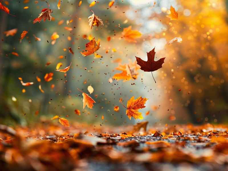 秋季性生活、秋天性生活是一年中最好季节吗