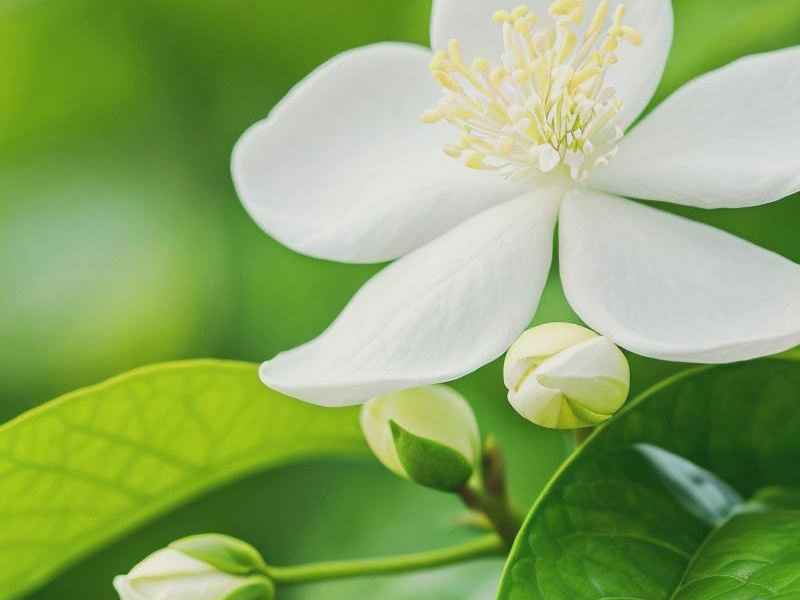 茉莉花的生活习性；茉莉花的生活环境