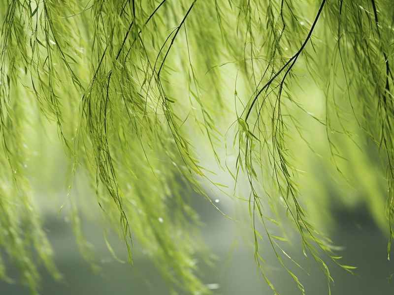 什么是慢节奏生活;什么是慢节奏生活怎么表达 什么是慢节奏生活;什么是慢节奏生活怎么表达