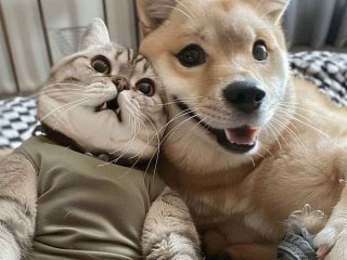 二妞逗猫惹狗的生活 二妞逗猫惹狗的生活说说