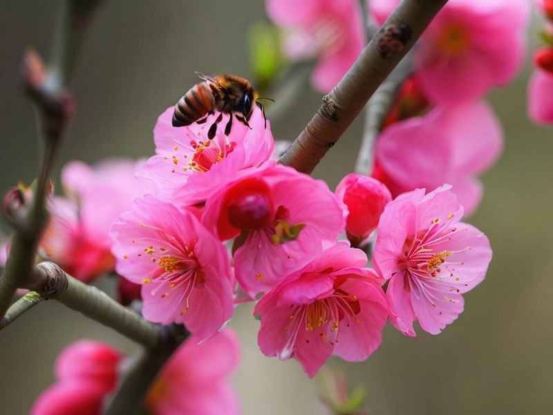 梅花生活习性 梅花生活特点 梅花生活习性 梅花生活特点