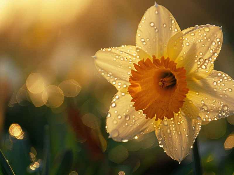 水仙花的生活习性(水仙花的生活特征) 水仙花的生活习性(水仙花的生活特征)