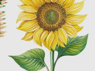 色铅笔的花草生活（色铅笔下的花世界）