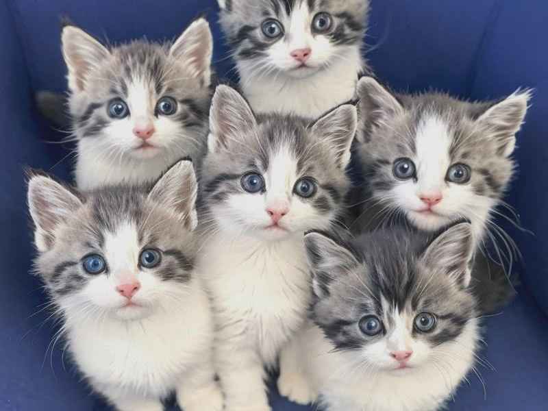爱猫生活贴吧 爱猫生活贴吧论坛 爱猫生活贴吧 爱猫生活贴吧论坛