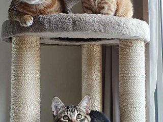 爱猫生活贴吧 爱猫生活贴吧论坛