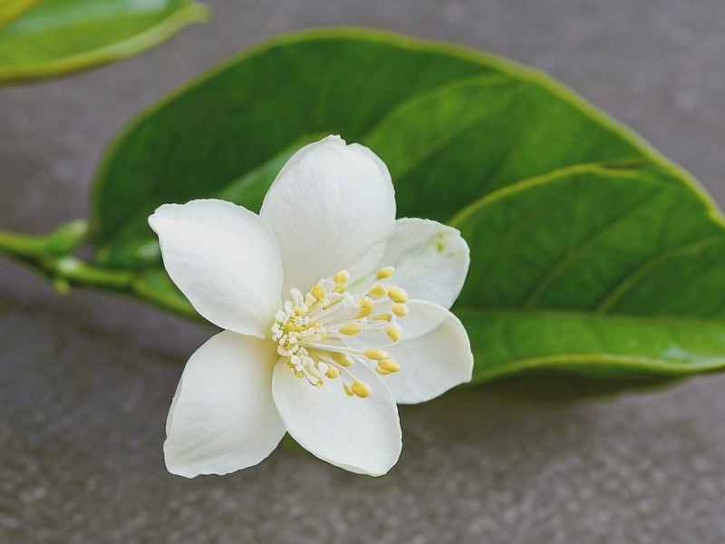 茉莉花的生活习性；茉莉花的生活环境