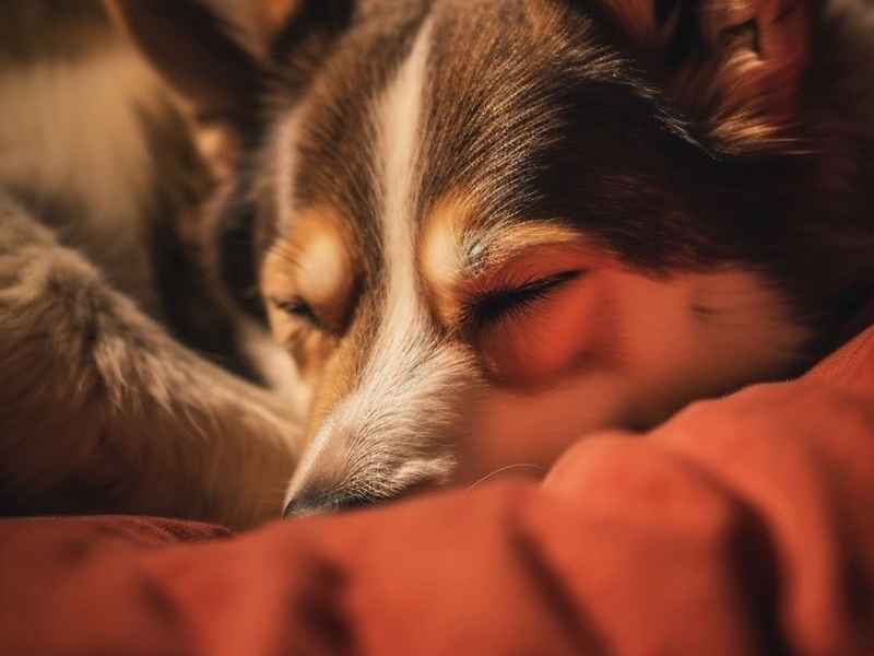 生活累成狗、累成狗的生活 生活累成狗、累成狗的生活