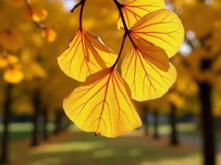 银杏生活在，银杏生活在什么年代