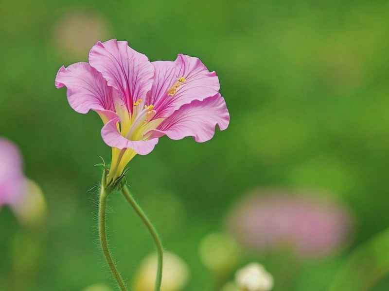 生活中的一朵花600 - 生活中的一朵花600字怎么写 生活中的一朵花600 - 生活中的一朵花600字怎么写