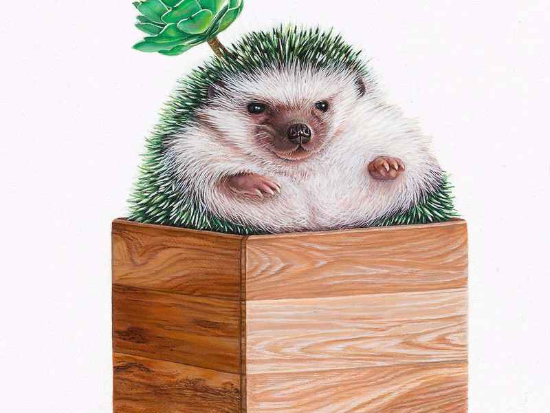 小刺猬的生活 小刺猬的生活特征