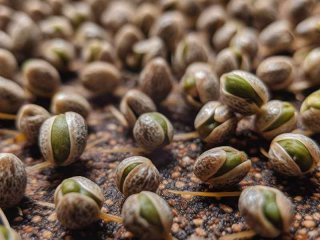 种子生活力的快速测定 种子生活力的快速测定的实验结果