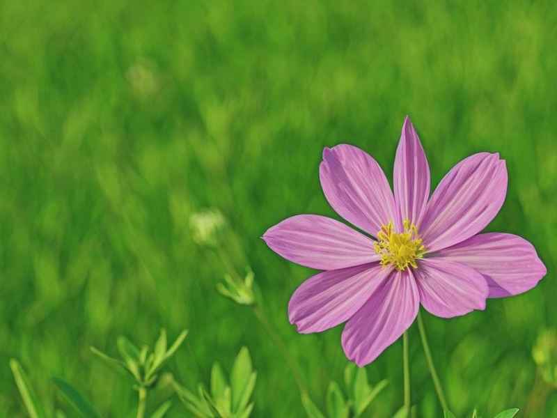 生活中的一朵花600 - 生活中的一朵花600字怎么写 生活中的一朵花600 - 生活中的一朵花600字怎么写