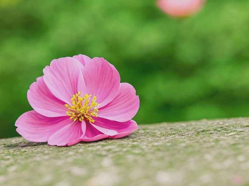 生活中的一朵花作文600 生活中的一朵花作文600字 生活中的一朵花作文600 生活中的一朵花作文600字