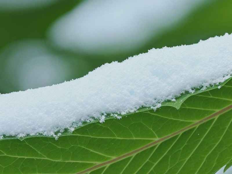 新生活雪中雪、新生活雪非雪图片 新生活雪中雪、新生活雪非雪图片
