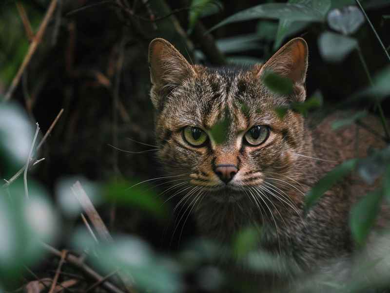 野猫生活在哪里 野猫一般生活在哪 野猫生活在哪里 野猫一般生活在哪