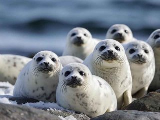 海豹生活在什么地方；海豹生活在什么地方最多