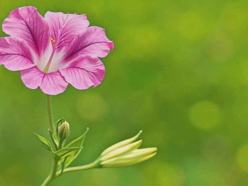 生活中的一朵花作文600字,生活中的一朵花作文600字怎么写 生活中的一朵花作文600字,生活中的一朵花作文600字怎么写