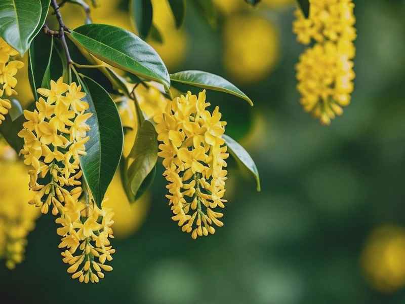 桂花生活环境 桂花生活环境是什么 桂花生活环境 桂花生活环境是什么