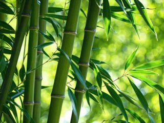 竹子在生活中的用处 竹子在生活中的用处是什么