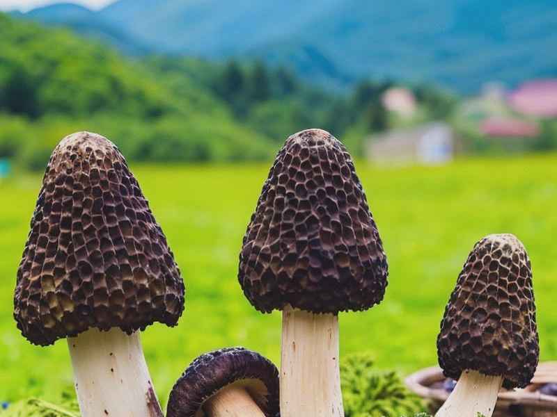 羊肚菌生活史(羊肚菌的生活史) 羊肚菌生活史(羊肚菌的生活史)
