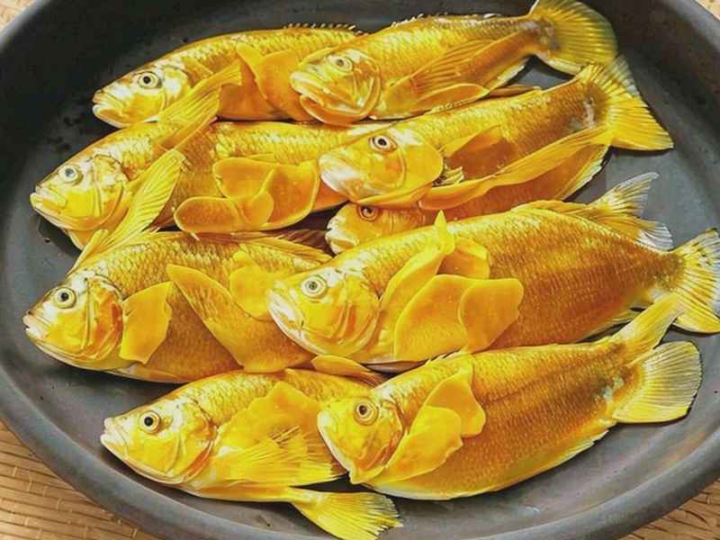 黄花鸟生活;黄花鱼的生活环境及食物 黄花鸟生活;黄花鱼的生活环境及食物
