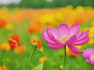 发现生活中的美作文600字；发现生活中的美作文600字怎么写