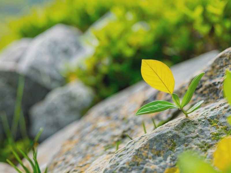 信心的生活讲章、信心的生活讲章精选10篇