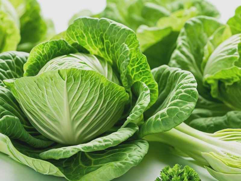 新生活青果菜适合年龄、新生活青果菜适合多大年龄
