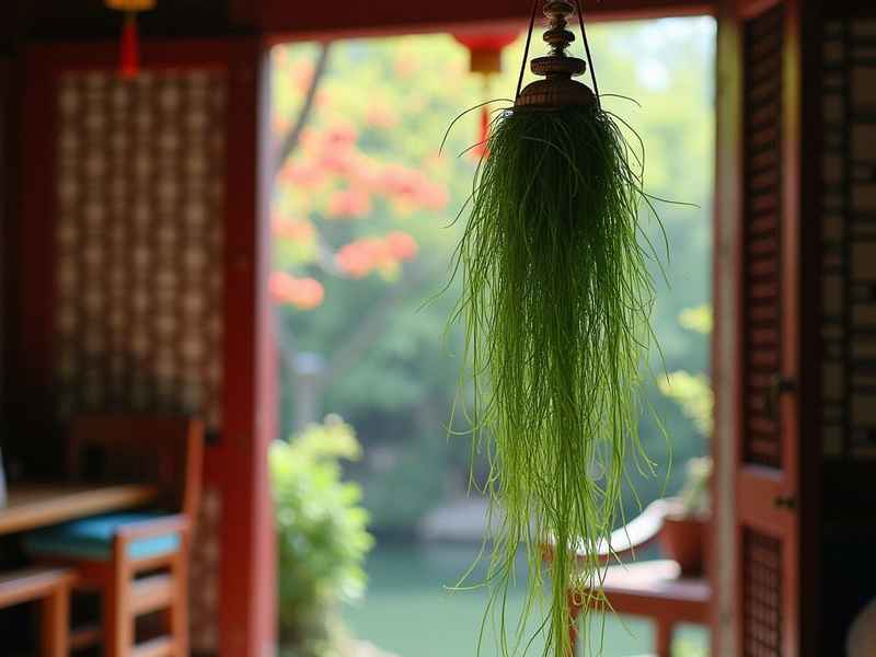 吊兰生活环境(吊兰生活环境特征) 吊兰生活环境(吊兰生活环境特征)
