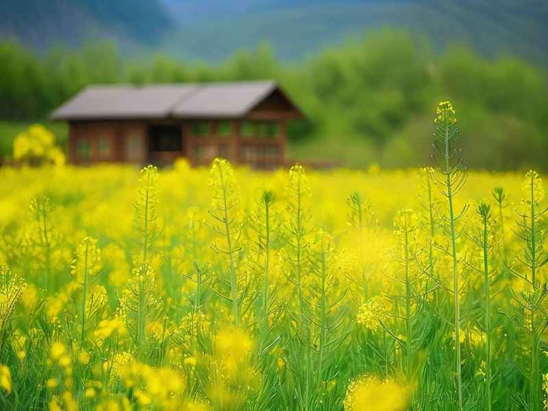 林芝适合长期生活吗（林芝适合长期生活吗现在）