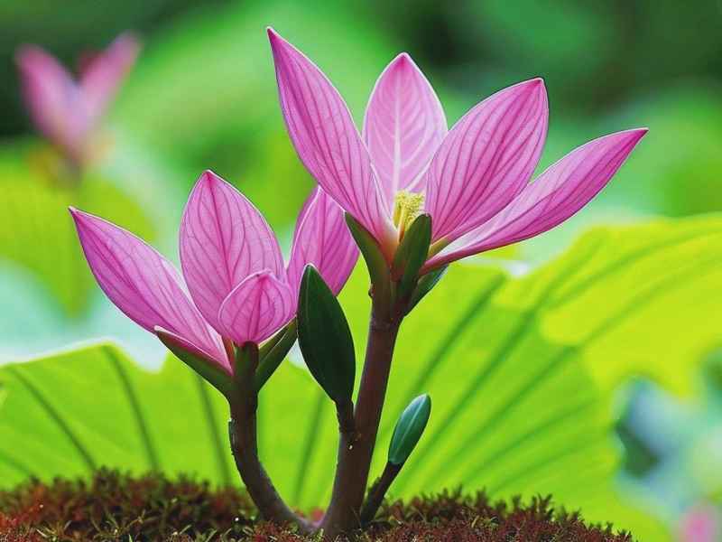 凤眼莲生活在哪,凤眼莲生活在哪里 凤眼莲生活在哪,凤眼莲生活在哪里