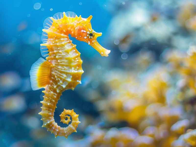 海马生活在；海马生活在淡水还是海水