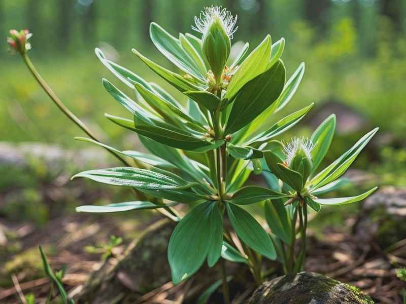 生活中常见药用植物,生活中常见药用植物名称 生活中常见药用植物,生活中常见药用植物名称
