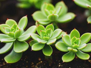 多肉生活习性，多肉植物的生活特点及生活环境