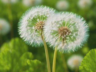 蒲公英的生物特征，蒲公英的生物特征是什么
