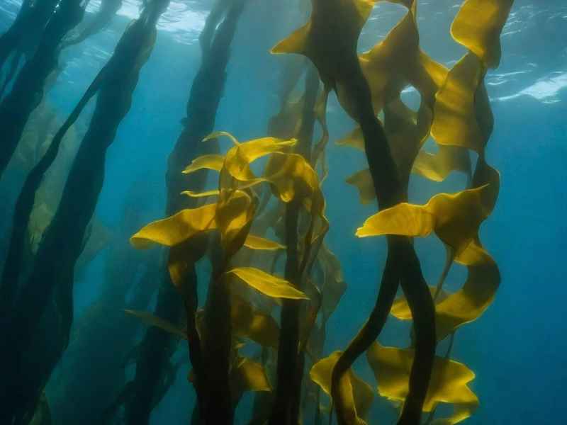 海带生活在哪里请说理由;海带生活在哪里哪种生活环境 海带生活在哪里请说理由;海带生活在哪里哪种生活环境