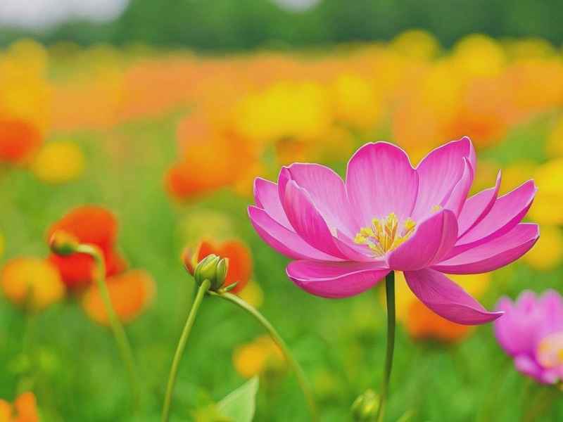生活中的浪花作文300字 - 生活中的浪花作文300字怎么写 生活中的浪花作文300字 - 生活中的浪花作文300字怎么写