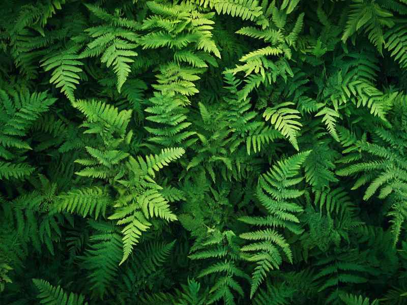 蕨类植物适合生活在什么环境(蕨类植物适合生活在什么环境中) 蕨类植物适合生活在什么环境(蕨类植物适合生活在什么环境中)