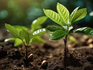 裸子植物大多生活在什么环境、裸子植物大多生活在什么环境中