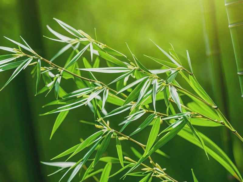 竹子的形态特征和生活环境(竹子的形态特征和生活环境特征) 竹子的形态特征和生活环境(竹子的形态特征和生活环境特征)