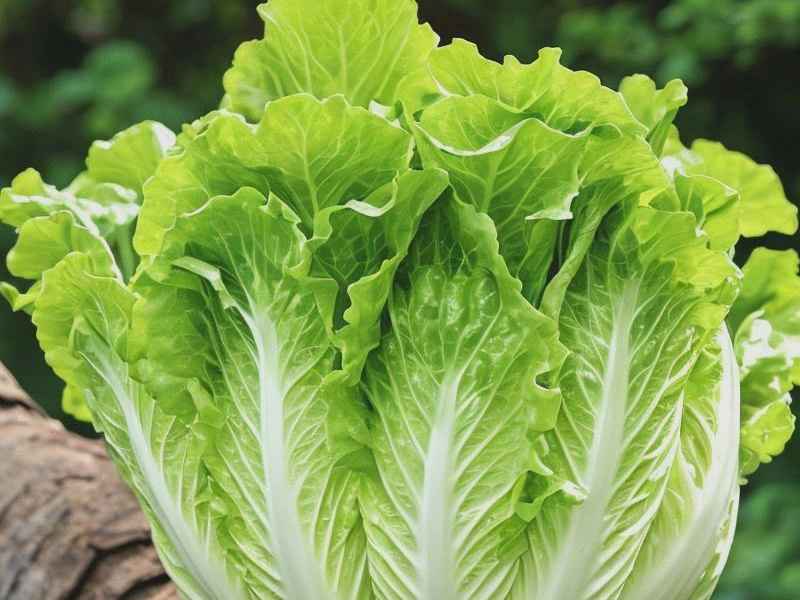 新生活青果菜好用吗、新生活青果菜480贵吗 新生活青果菜好用吗、新生活青果菜480贵吗