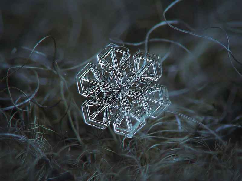 雪花盛夏 盛夏的雪花 雪花盛夏 盛夏的雪花